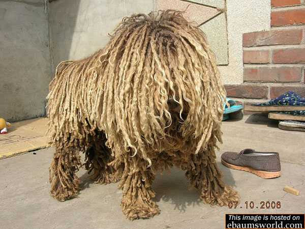 Race De Chien Avec Des Dreadlocks
