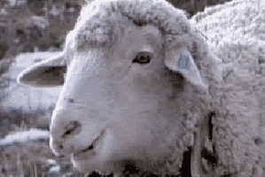 creeped out sheep stops eating GIF