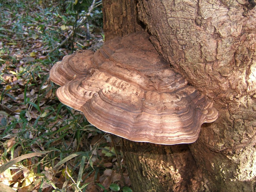 サルの腰掛 独りしゃべり