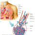 Lung Parenchyma : Lung Parenchyma Keyword Search Science Photo Library : Pulmonary interstitium is a collection of support tissues within the lung that includes the alveolar epithelium, pulmonary capillary endothelium, basement membrane, perivascular and perilymphatic tissues.