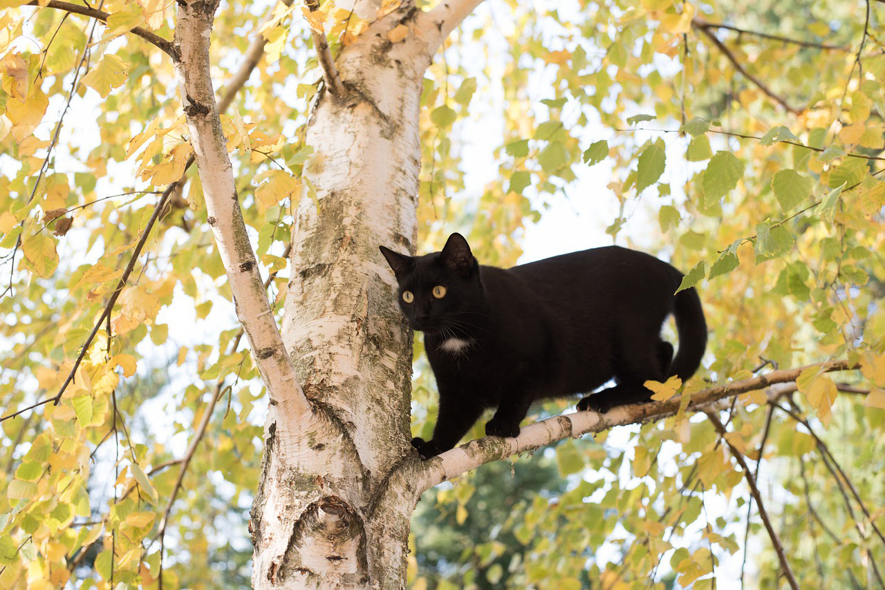 猫が脱走する理由は すぐにやるべき脱走猫の探し方 捕獲方法のコツ 猫の総合情報サイト ペットスマイルニュースforネコちゃん