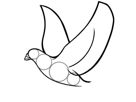 Comment Dessiner Une Colombe Qui Vole Allodessin