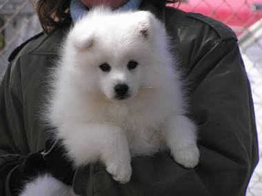 Mannerking Japanese Spitz