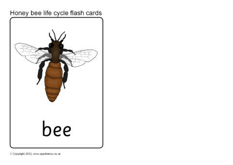 Honey Bee Life Cycle Flash Cards (SB8446) - SparkleBox