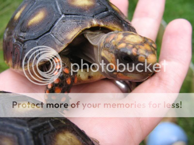 Uk Captived Bed Red Footed Tortoises For Sale Shelled Warriors