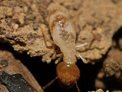 7 12日 福永大型仓库木板下面白蚁成千上万 终于把白蚁消灭干净深圳白蚁防治 灭白蚁 杀白蚁 深圳市华南白蚁防治有限公司