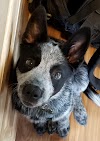 this good boi is a blessing while in quarantine