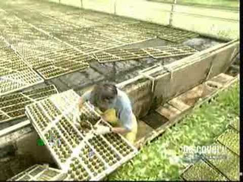 Hydroponic Lettuce - YouTube