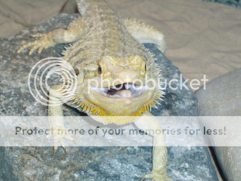 Bearded Dragon has lost a lot of teeth... - Page 2 ...