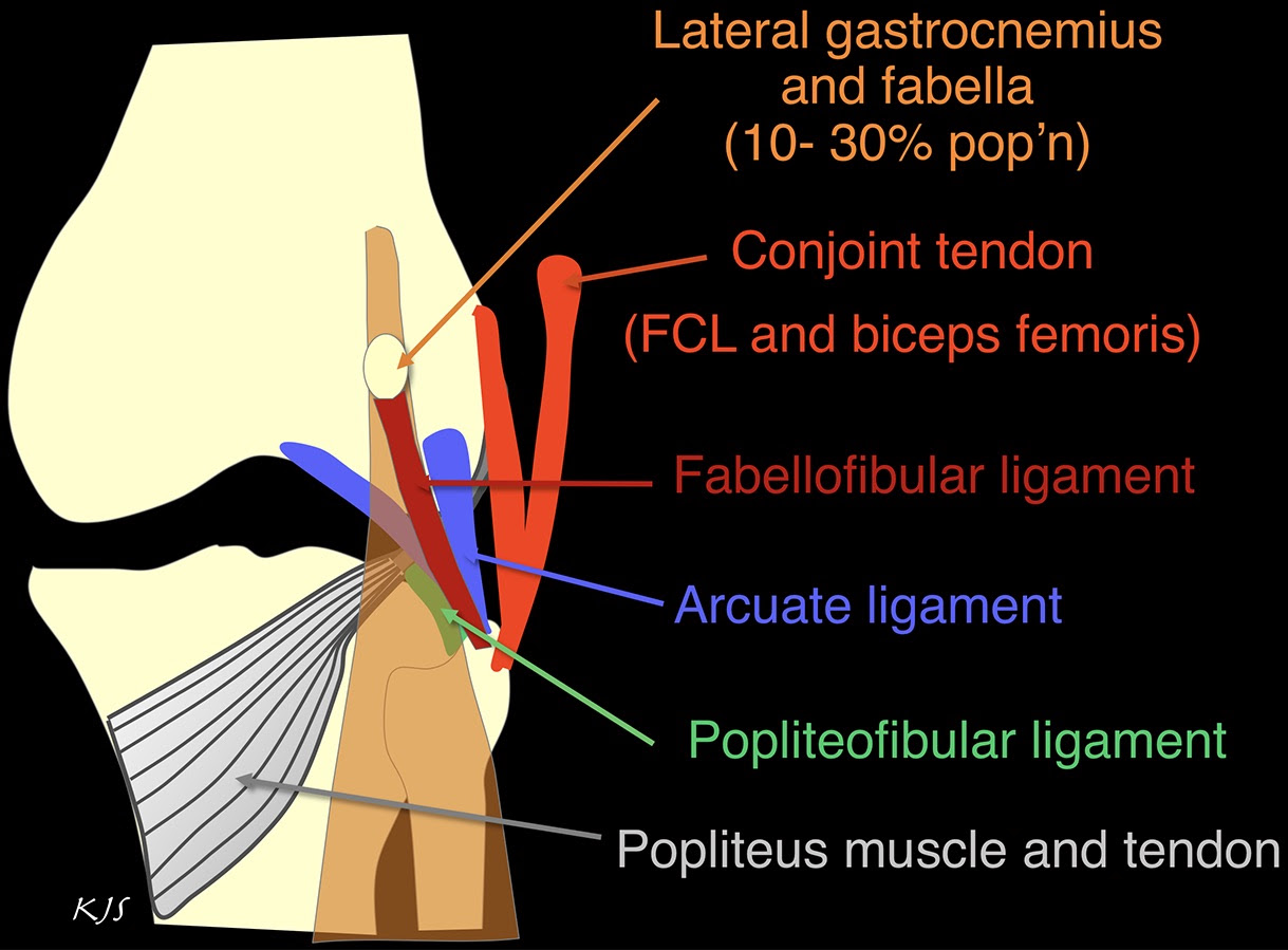 Knee Muscle Anatomy Mri / Mri Knee Joint Anatomy - Find ...