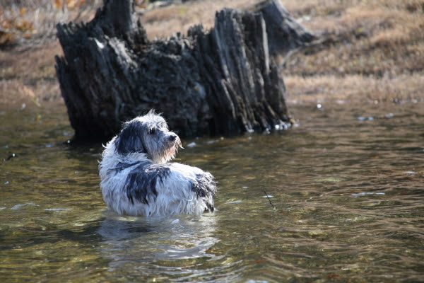 愛犬がひと夏で水遊び大好きワンコになる その簡単な方法とは とことんドッグライフ