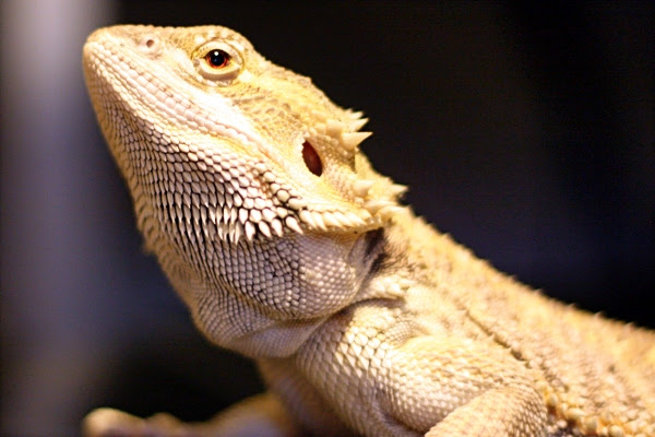 Loki 12/22/10