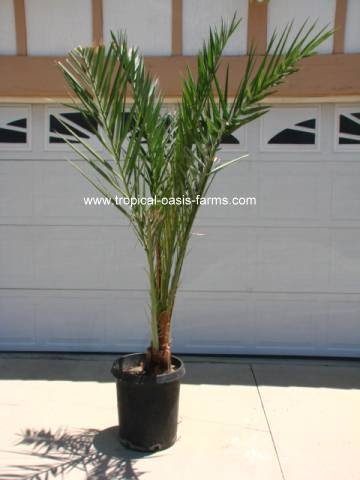 Medjool Date Palm Offshoot, 8' tall Female - 15 gallon pot