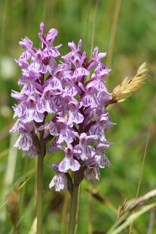 Orchis tacheté ou Orchis maculé