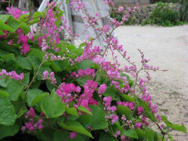 沖縄に咲く魅力的な花々 その名前や種類が知りたい と思ったら のんびり沖縄離島一人旅