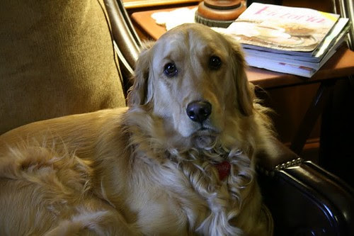 Daisy