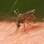 Mosquitos: algumas espécies carregam em seus menos de 2 cm parasitas capazes de transmitir doenças como a malária, que mata até 1 milhão por ano. Foto: Wikimedia Commons
