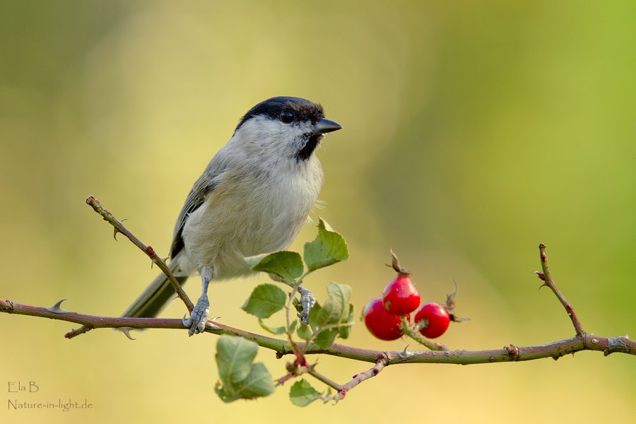 nature photography, view community,