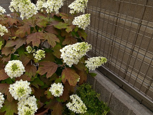 大垣　2012.6.2