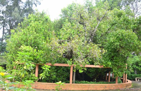 Mỗi năm bạch mai nở một lần vào dịp Tết Nguyên tiêu.