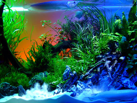 今流行のアクアリウムのキレイで高画質な画像 壁紙 写真まとめサイト Pictas