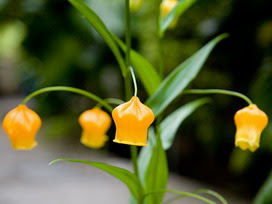 9月19日の誕生花 9月19日の誕生花はサンダーソニア