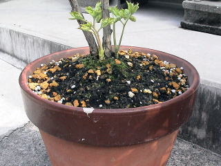 牡丹専門hpです 牡丹の育て方を分かりやすく載せました ポイントを押えて大輪の花を咲かせましょう 鉢植えでも大きな花は咲きます その3