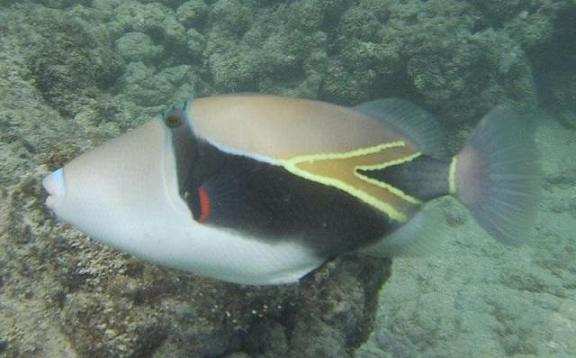 ワイキキのお魚さん達 ブログ ハワイオブジュンコ ハワイアンジュエリー 結婚指輪