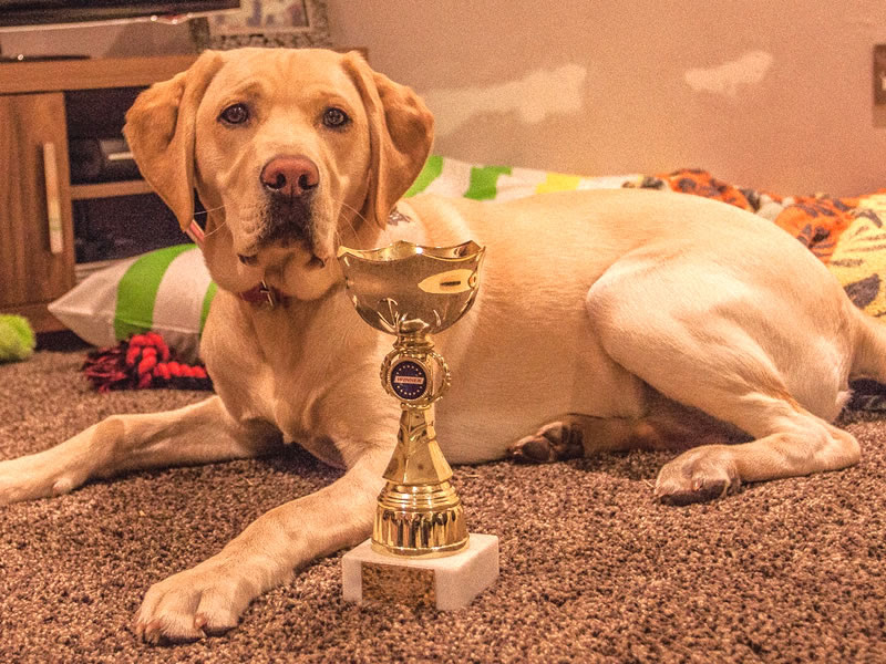 Photo Gallery, Fife Dog Training, Dog Training Classes ...