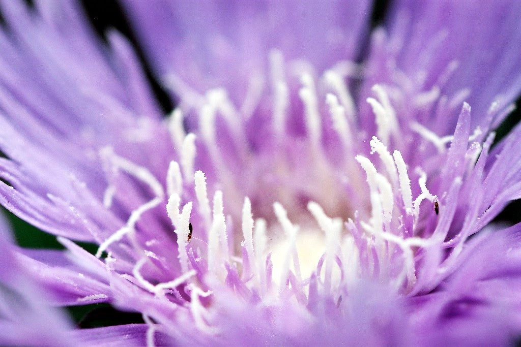 花の写真集