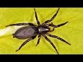 Giftige Spinnen In Deutschland Wikipedia / Naturdetektive Fur Kinder Www Naturdetektive De Gefahrliche Spinnen : Spinnen besitzen ein festes außenskelett, aufgrund dessen ist ihr wachstum begrenzt.