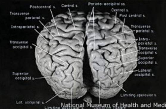 ¿De verdad todos podemos ser genios matemáticos?