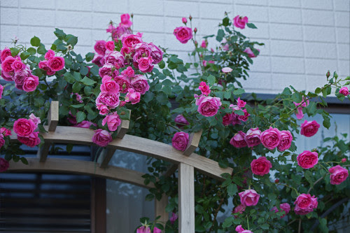 つる薔薇パレード すみれ日記
