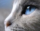 Blue Eyes 11x14 Original Fine Art Photograph