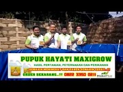 Menarik BUDIDAYA LELE ORGANIK DENGAN PUPUK MAXIGROW PANEN SEMAKIN CEPAT , terbaru!