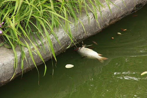 Dead fish floating