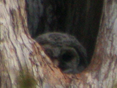 Barred Owl