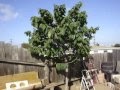 Cherimoya Fruit Tree / Polynesian_Produce_Stand / It is scientifically known as the annona cherimola.