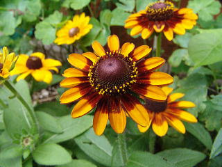 夏の花図鑑 夏の花 黄色の花