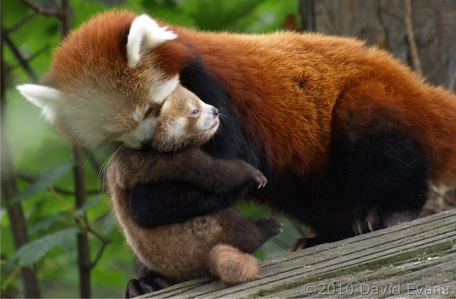 Chester Zoo - Baby Red Panda