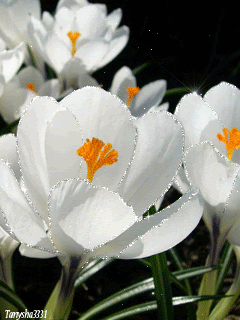 Нежность весны