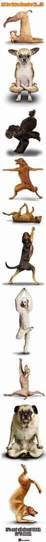 ramdevcopy1 jai ho baba ramdev ki (funny dogs doga)