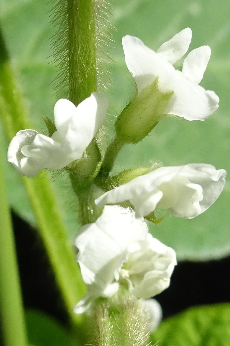 エダマメの花 美味しい果物と野菜を育てたい