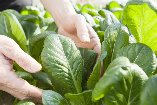植木鉢で野菜を育てよう ベランダでも楽しめるかんたん野菜12選 植木鉢ナビ