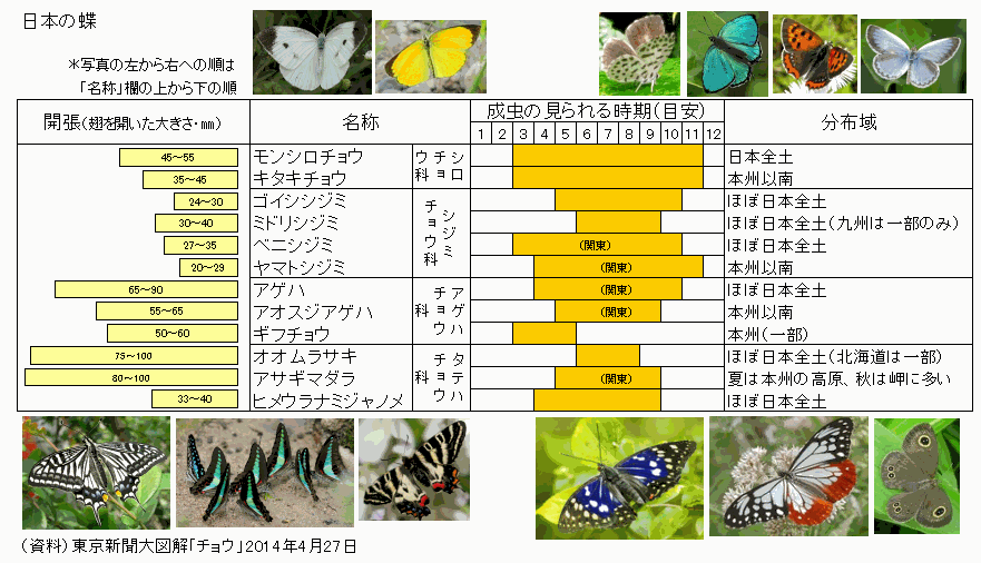 図録 日本の蝶 チョウ