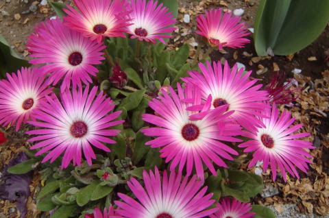 思い出写真館 このホームページに掲載の画像 記事などの無断転載を禁じます 四季の草花 桜の園庭から見る幼稚園園舎です こちらは菜の花の奥に見える園舎です 職員室側から見た園庭の桜です 上の園庭にあるシンボルツリーの桜です 八重桜