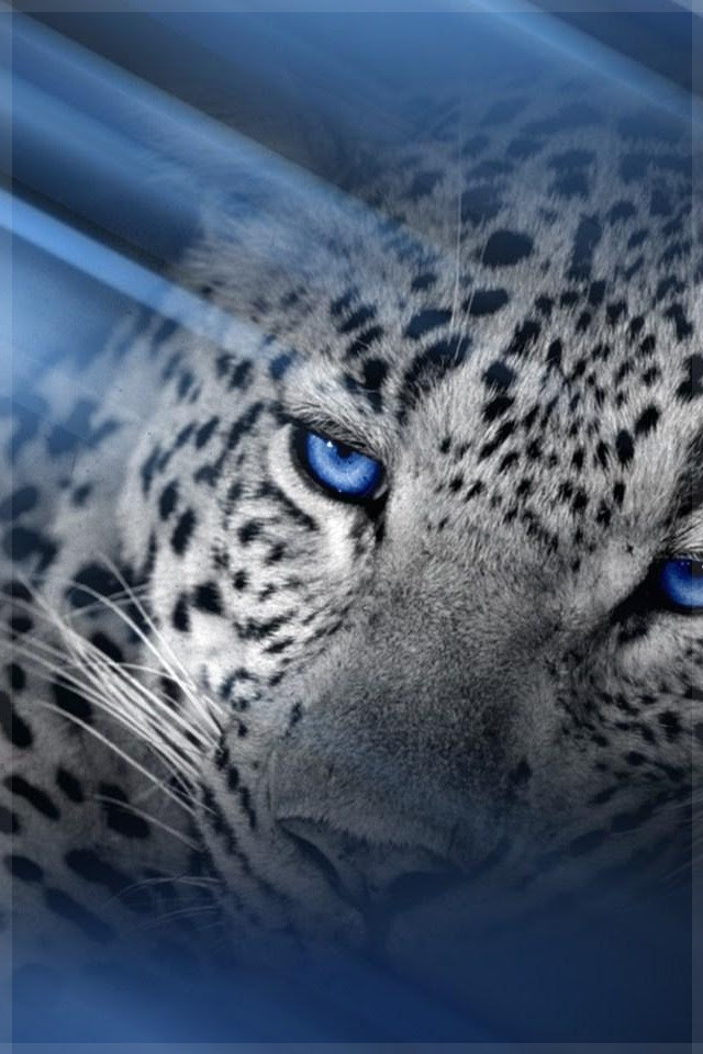 Snow Leopard Animal Wallpaper Snow Animal Wallpaper Animal Hd Wallpapers