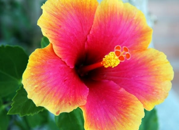 Bunga Sepatu - Penjelasan, Klasifikasi, Jenis, Serta ...