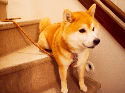 エジプト スフィンクス座り する柴犬 村松操 東京田園調布 お菓子教室 お料理教室 テーブルコーディネート教室blog