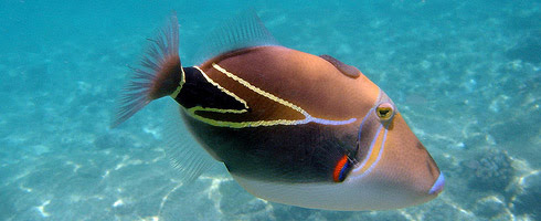 Hawaiian State Fish